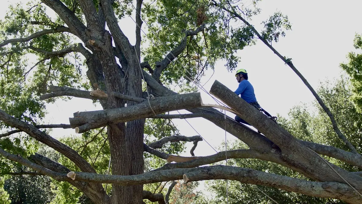 Professional Hazardous Tree Removal performed by certified arborists in Cleaton