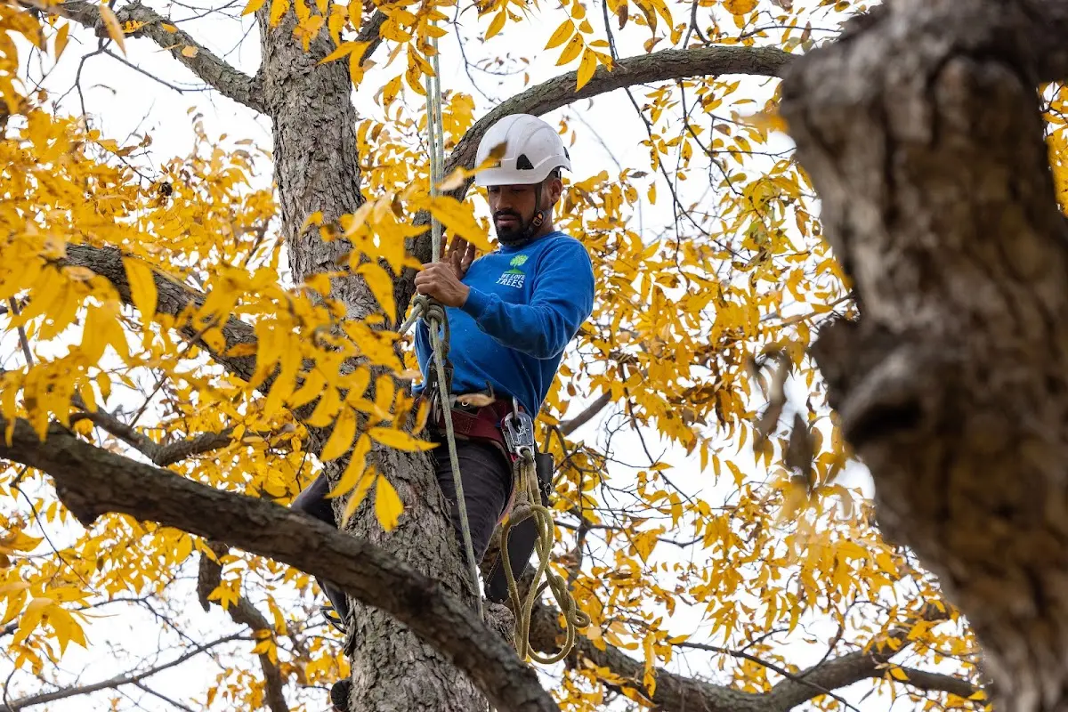 Skilled Storm Damage Cleanup crew working in Cleaton